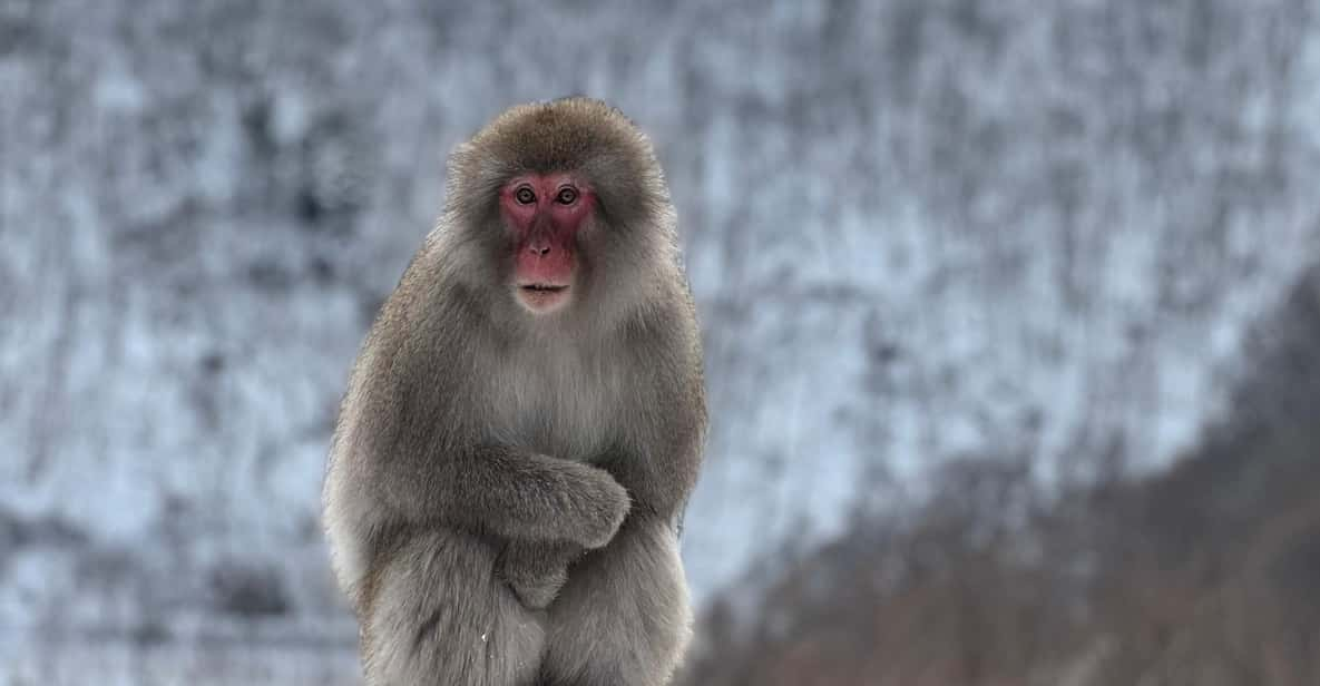 A Memorabele Snow Monkey Park and Zenkoji Temple Tour - Activity Details