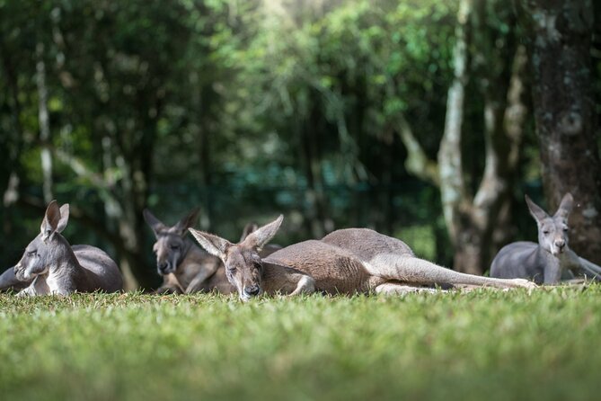 Australia Zoo Day Trip From Brisbane - What to Expect at the Zoo