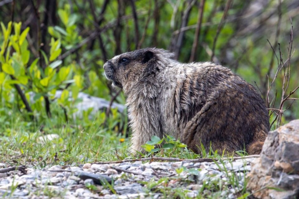 Banff: Waterfalls Tour in Banff & Yoho National Parks - Booking Information