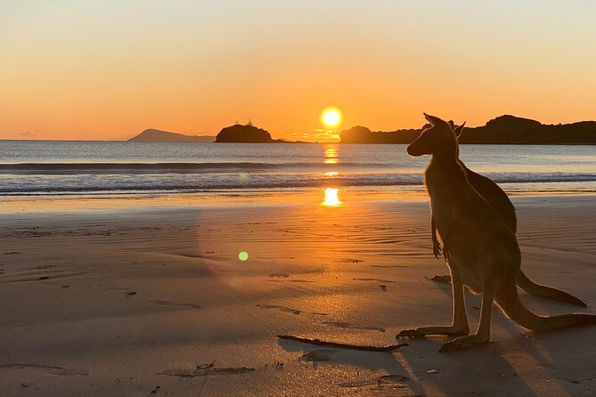 Beach Sunrise With the Wallabies - Wallaby Encounter and Feeding