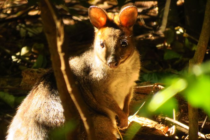 Byron Bay Wildlife Safari - Exploring Three Unique Habitats