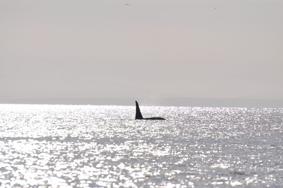 Campbell River: Whale Watching and Wildlife Viewing Day Tour - Experience Description