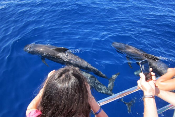 Dolphin and Whales Watching Cruise From Puerto Rico De Gran Canaria - What To Expect