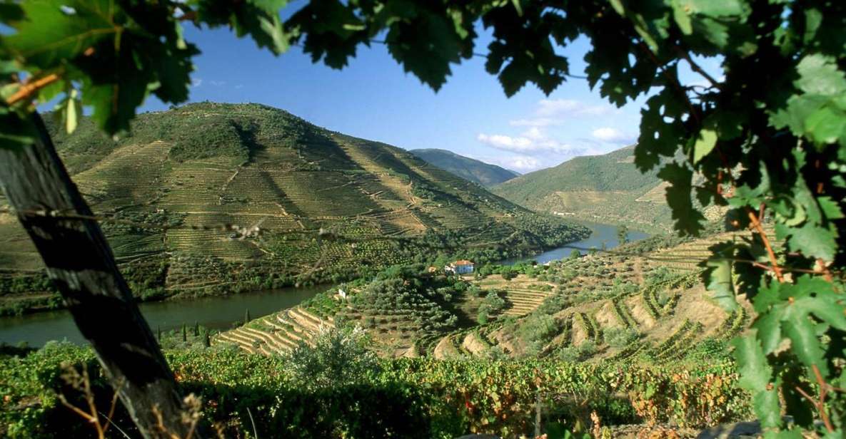 Douro Valley: Full-Day Private Tour From Porto - Multilingual Tour Highlights