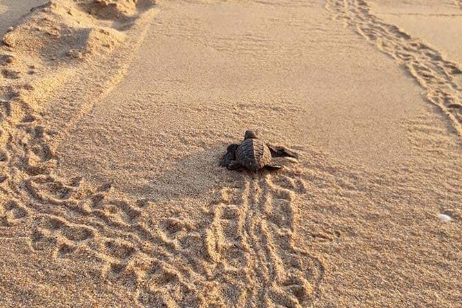 From Huatulco: Turtle Release & Bioluminescence - Cancellation Policy and Logistics