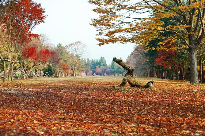 Full Day Private Tour Nami Island, Garden & Petite France - Cancellation and Refund Policy