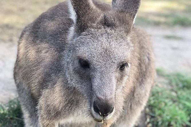 Great Ocean Road 12 Apostles Kangaroo & Koala Tour - Wildlife Encounters and Sightings