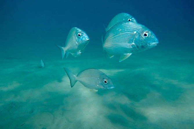 Guided Snorkel With Fish Tour at Wavebreak Island, Gold Coast - Tour Details and Inclusions