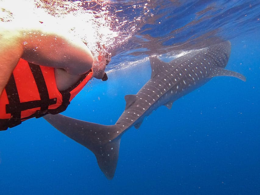 Holbox: Whale Shark Encounter and Marine Adventure - Itinerary