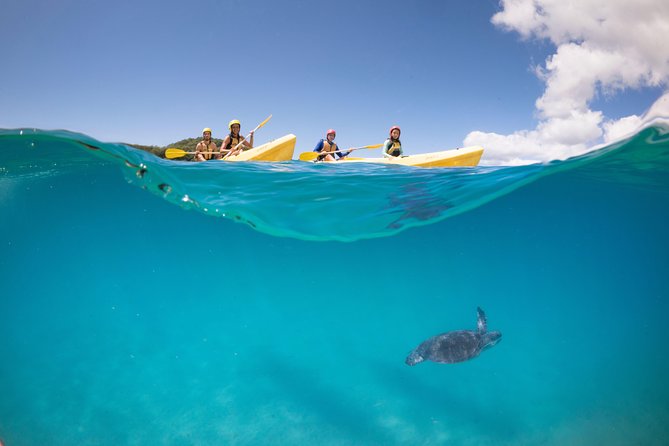 Kayaking With Dolphins in Byron Bay Guided Tour - Expert Guides and Safety