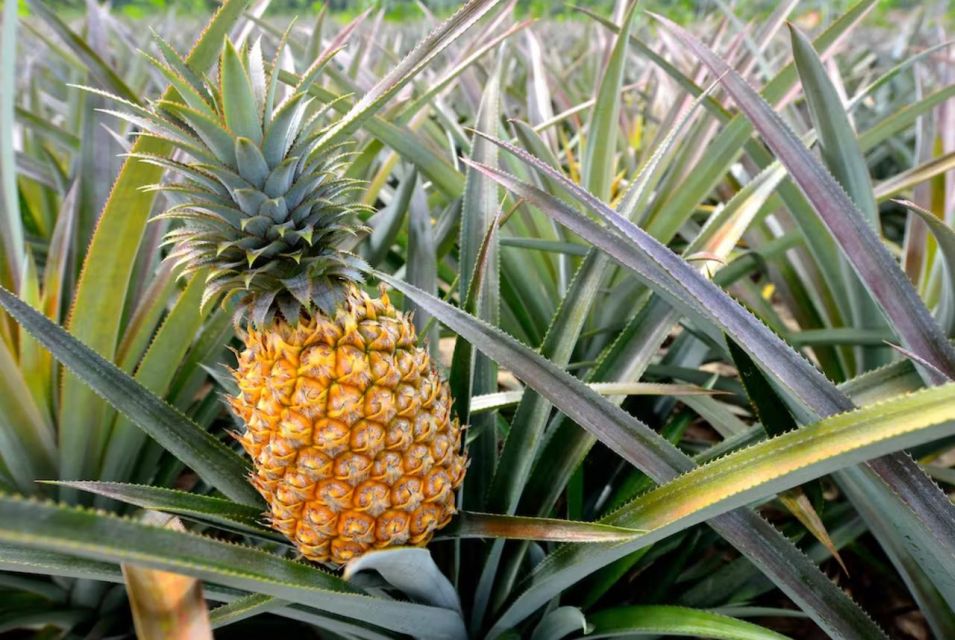 Oahu: North Shore Dole Pineapple Farm Tour - Inclusions Provided