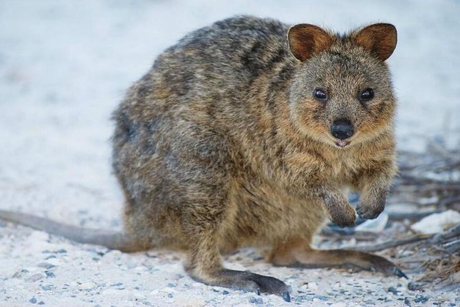 Rottnest Island Bayseeker Day Trip From Perth - Exploring the Island by Bus