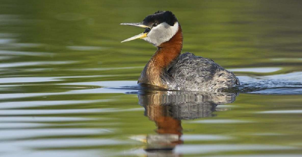 Saskatoon: Donna Birkmaier Park Birding and Walking Tour - Group Size and Language