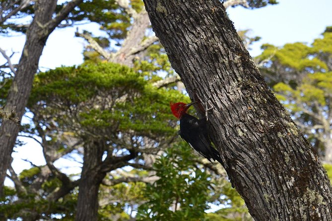 Shore Excursion - National Park Tierra Del Fuego - Traveler Experience