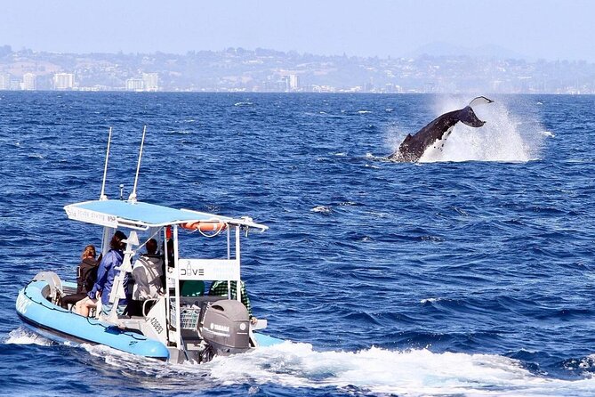 Small Boat Whale Watching Tour in Gold Coast - Meeting and Departure Details