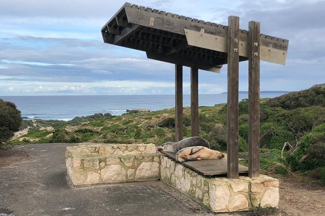 Small Group Kangaroo Island Tour - Seal Bay - Exploring Seal Bay and Beyond