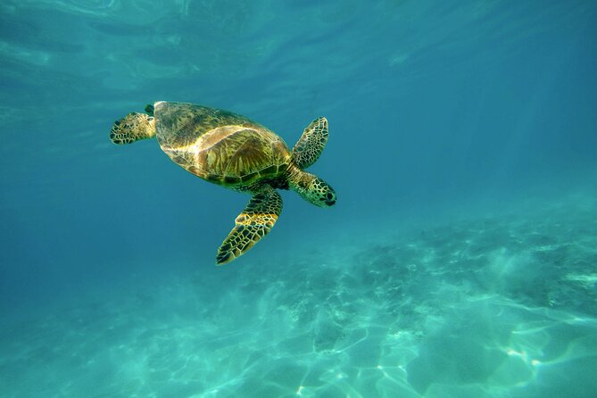 Snorkel With Turtles Gold Coast - Meeting and Pickup Details