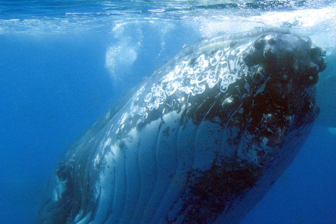 Spirit of Hervey Bay Whale Watching Cruise - What to Expect on Board