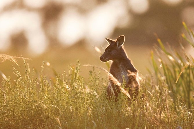 Sunset Blue Mountains Wilderness & Waterfall Tour From Sydney - Scenic Views and Wildlife Spots