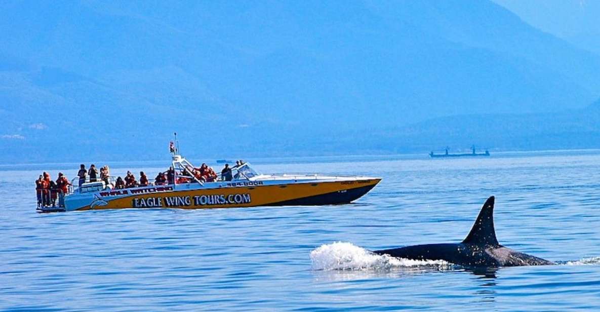 Victoria: Morning Whale-Watching Tour in Scarab Boat - Customer Reviews