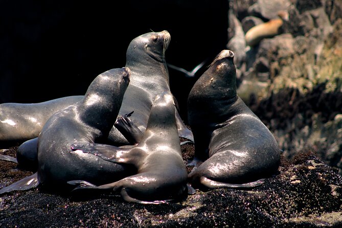 Visit the Sea Lions in Palomino Islands, in Lima Peru - Logistics and Requirements