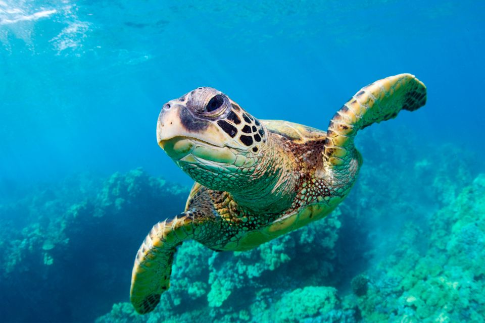 Zakynthos: Turtle Spotting, Marathonísi & Keri Caves Cruise - Booking Information