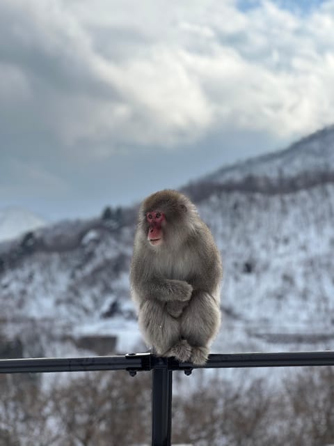 A Memorabele Snow Monkey Park and Zenkoji Temple Tour - Tour Description