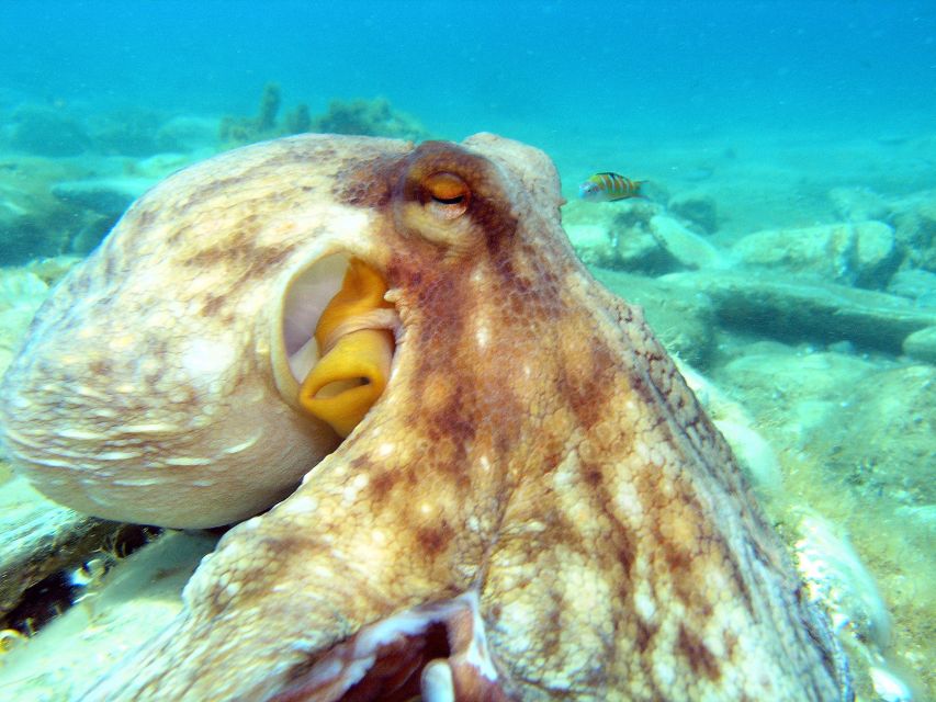 Agia Pelagia: Introduction to Scuba Diving (2 Dives) - Experience Description