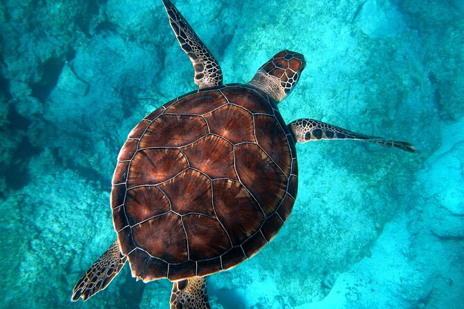 All-Inclusive Dolphin & Tangalooma Wrecks Day Cruise (Gold Coast Transfer) - Onboard Amenities and Services