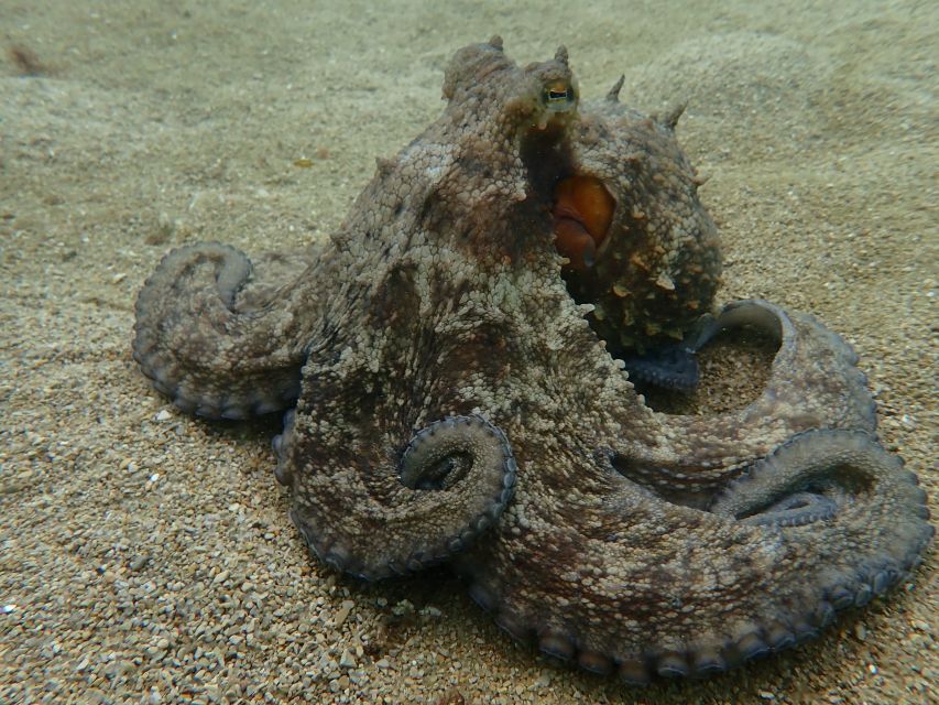 Arrábida: Open Water Diver Course in Arrábida Marine Reserve - Accessibility and Highlights