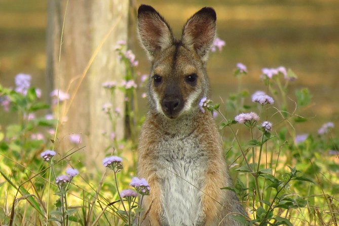 Byron Bay Wildlife Safari - Enjoying a Locally Sourced Lunch