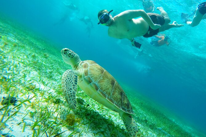 Cozumel Snorkeling Tour: Starfish, Stingrays and the Turtle Bay Experience - Customer Reviews and Feedback Insights