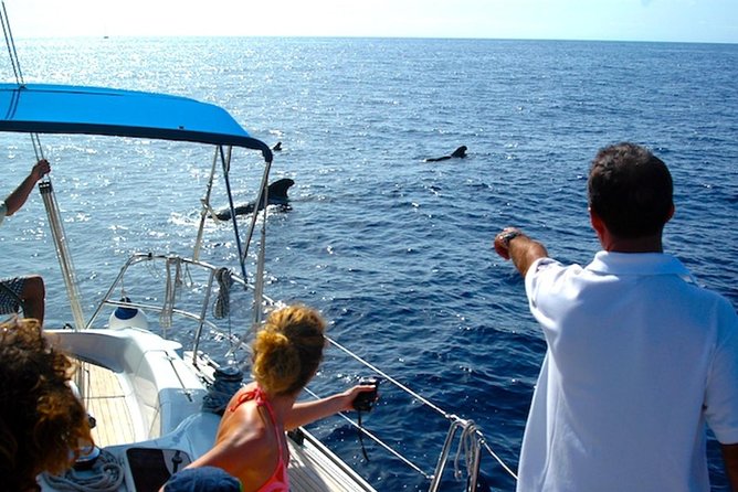 Dolphin and Whales Watching Cruise From Puerto Rico De Gran Canaria - Cancellation Policy