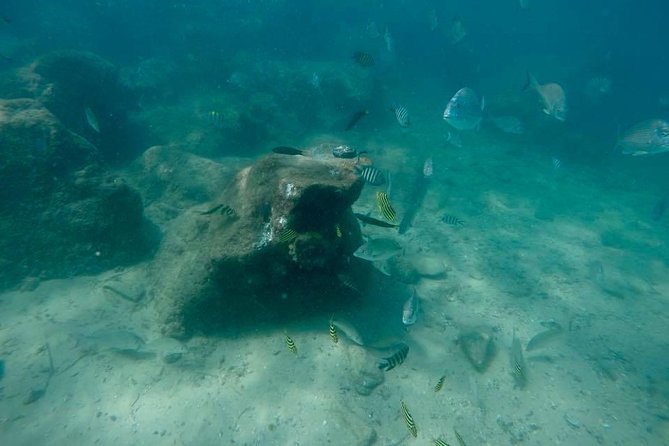 Guided Snorkel With Fish Tour at Wavebreak Island, Gold Coast - What to Expect on Tour