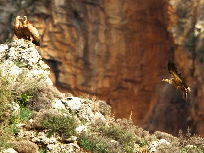 Heraklion: Springtime Plant Walk and Birdwatching in Nature - Inclusions