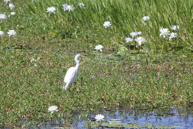 Jumping Crocs & Nature Adventure Cruise From Darwin - Discovering Wetland Ecosystems