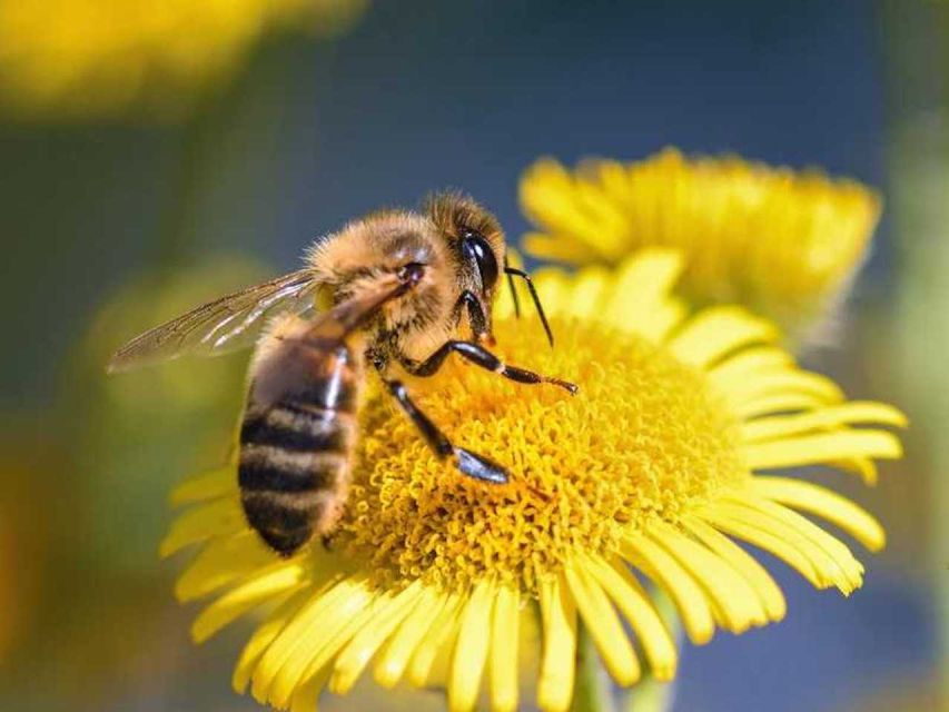 Kelowna: E-Bike Bee Tour W/ Tastings, Lunch, and Audioguide - Host and Group Information