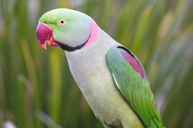 Maleny Botanic Gardens Bird Aviary Experience Ticket - Meeting and Departure Point