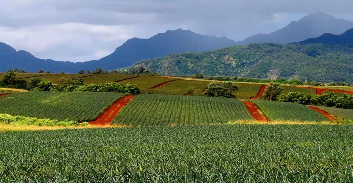 Oahu: North Shore Dole Pineapple Farm Tour - Important Reminders