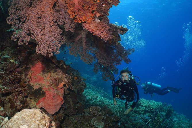 Poseidon Outer Great Barrier Reef Snorkeling and Diving Cruise From Port Douglas - Diving and Snorkeling Options