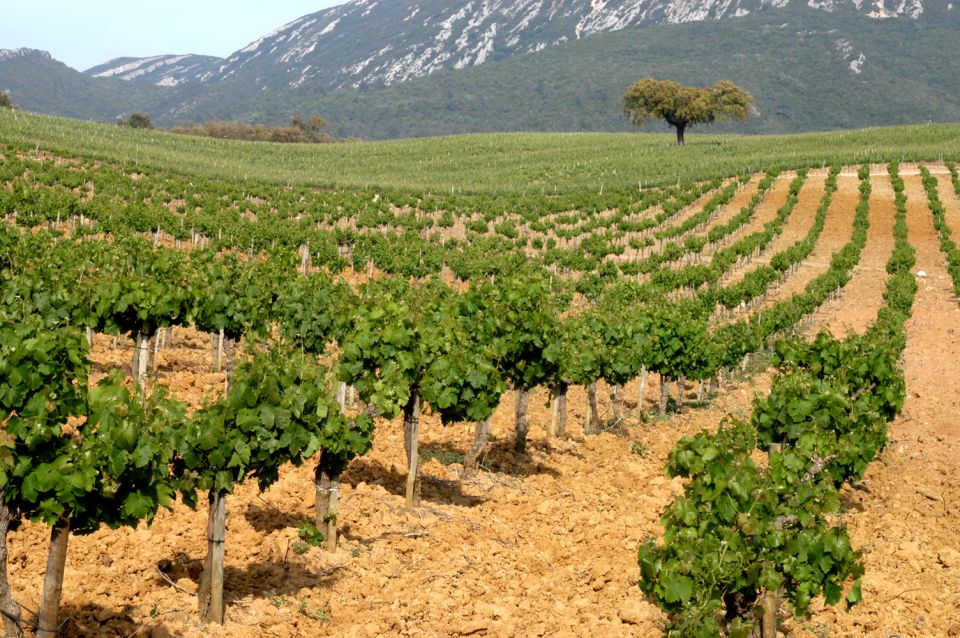 Private Tour - Arrábida & Azeitão Wine Region - Full Description