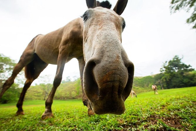 Rainforest Magic Horseback Riding Waterfall Tour Private Park Setting - Booking Information