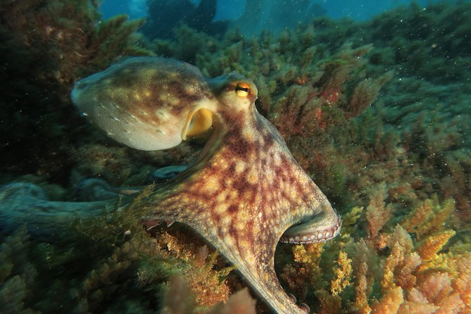 RECREATIONAL DIVE (Certified DIVErs Only) : Explore Canarian Sealife - Inclusions