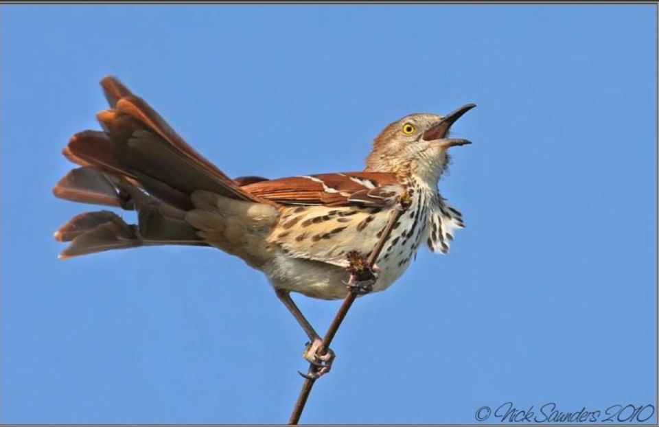 Saskatoon: Donna Birkmaier Park Birding and Walking Tour - Accessibility Information