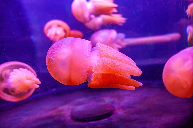 SEA LIFE Sydney Aquarium Entrance Ticket - Accessibility and Reviews