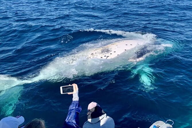 Small Boat Whale Watching Tour in Gold Coast - Essential Booking Details