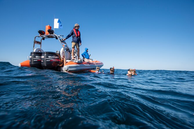 Snorkel With Turtles Gold Coast - Tour Reviews and Ratings