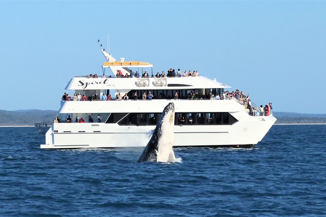 Spirit of Hervey Bay Whale Watching Cruise - Whale Watching Experience