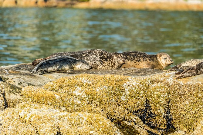 Vancouver City and Seals Scenic Boat Tour by Vancouver Water Adventures - Safety Guidelines