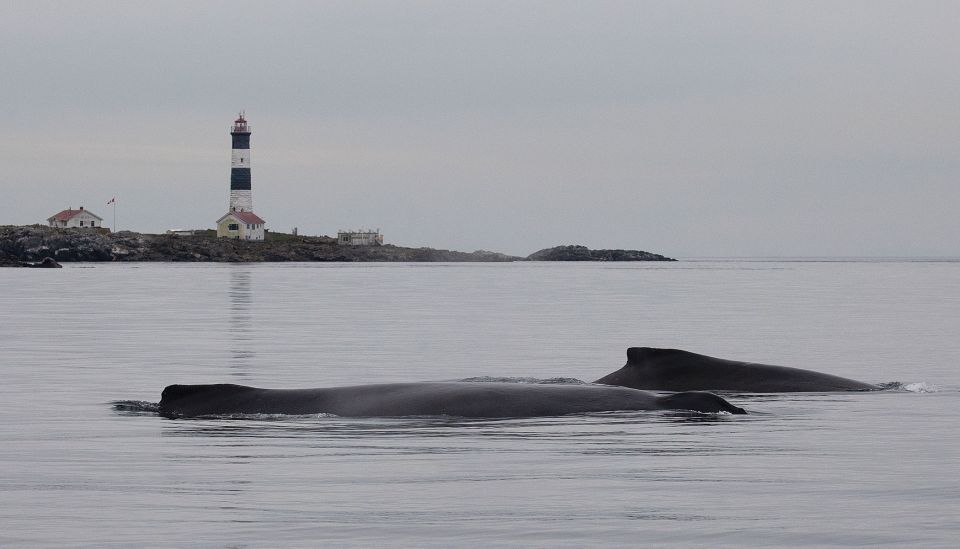 Victoria: Morning Whale-Watching Tour in Scarab Boat - Experience Description